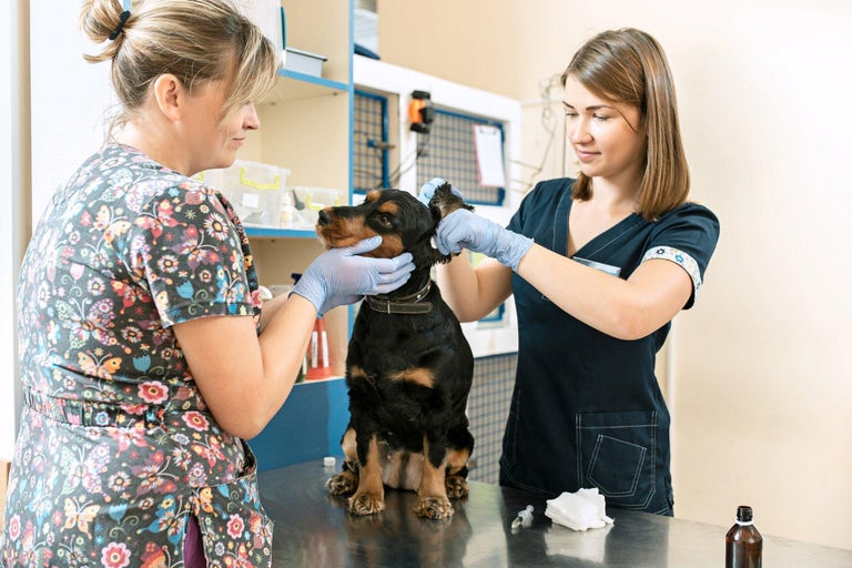 Vet Assistant Courses