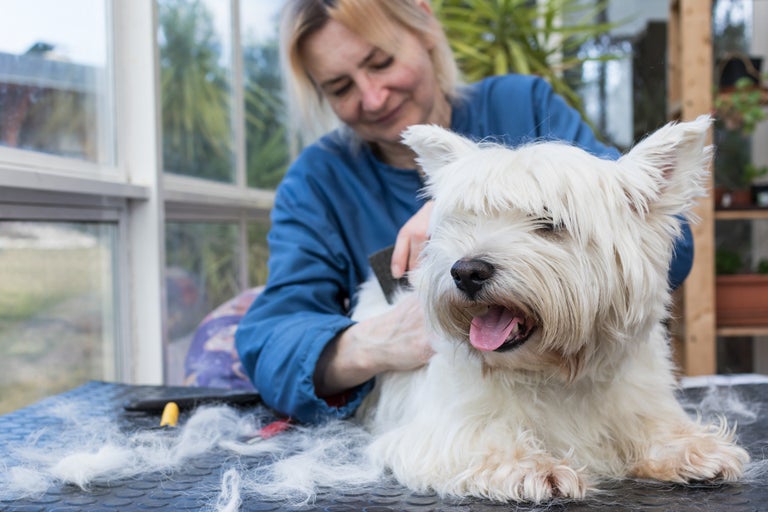 Dog Grooming Courses