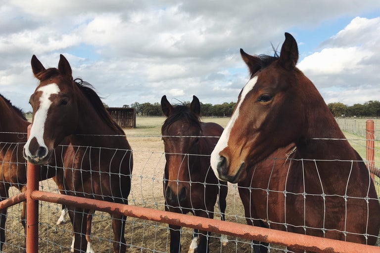 Horse Breeding & Equine Studies Courses