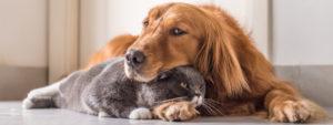 animals 300x113