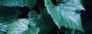 horticulture 300x113