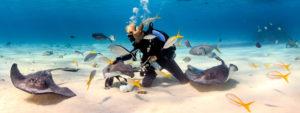 marine biology 300x113
