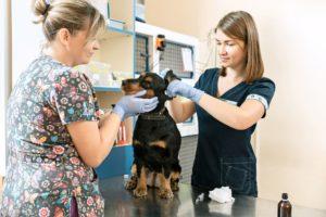 vet assistant 300x200
